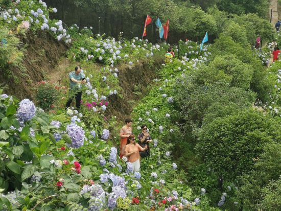 图为游客在绣球花海拍照留念。仲树昌 摄 图为游客在绣球花海拍照留念。仲树昌 摄