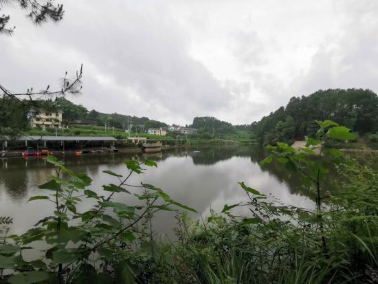 图为石龙七彩桂花湖一角。仲树昌 摄 图为石龙七彩桂花湖一角。仲树昌 摄