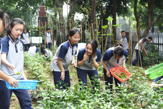 重庆校园开心农场迎丰收师生共同分享劳动成果