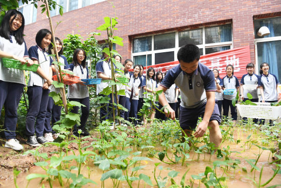 重庆校园开心农场迎丰收师生共同分享劳动成果