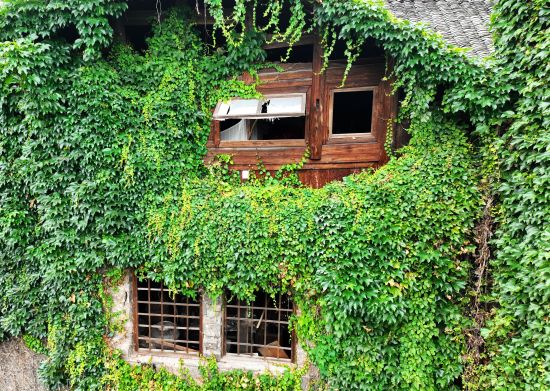 图为重庆市酉阳土家族苗族自治县龙潭古镇老屋爬满了爬山虎。 陈碧生 摄 图为重庆市酉阳土家族苗族自治县龙潭古镇老屋爬满了爬山虎。 陈碧生 摄