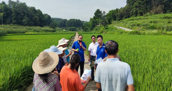 图为九三学社涪陵区委及建峰集团专家开展富硒水稻种植技术培训。 涪陵区委统战部供图 图为九三学社涪陵区委及建峰集团专家开展富硒水稻种植技术培训。 涪陵区委统战部供图