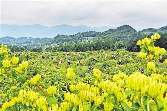 金银花开"金银"来 彭水800多亩金银花进入采摘时节-中新网重庆