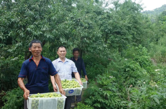 图为小林镇沙塘李种植基地喜获丰收。 铜梁区小林镇政府供图 图为小林镇沙塘李种植基地喜获丰收。 铜梁区小林镇政府供图