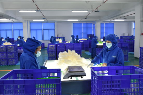 图为工人在粉丝生产车间工作。 陈建 摄 图为工人在粉丝生产车间工作。 陈建 摄