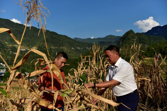 图为当地干部正在查看受旱农作物情况。彭水县乔梓乡党委书记简远成(图右)说,今年玉米减产了约三分之一。彭国威 摄 图为当地干部正在查看受旱农作物情况。彭水县乔梓乡党委书记简远成(图右)说,今年玉米减产了约三分之一。彭国威 摄 图为当地干部正在查看受旱农作物情况。彭水县乔梓乡党委书记简远成(图右)说,今年玉米减产了约三分之一。彭国威 摄 图为当地干部正在查看受旱农作物情况。彭水县乔梓乡党委书记简远成(图右)说,今年玉米减产了约三分之一。彭国威 摄