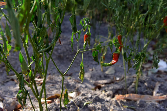 图为当地村民田地里受旱枯萎的辣椒。截至目前,干旱已致彭水县10余万人饮水困难,逾9千公顷农作物受旱。彭国威 摄 图为当地村民田地里受旱枯萎的辣椒。截至目前,干旱已致彭水县10余万人饮水困难,逾9千公顷农作物受旱。彭国威 摄