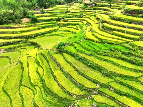 重庆酉阳金色梯田美如画