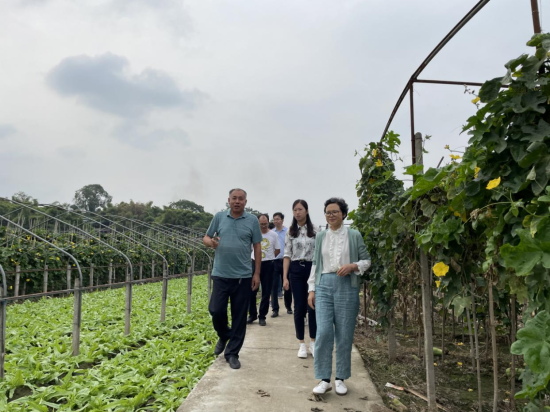 图为调研组走访了解蔬菜基地种植情况。 铜梁区委统战部供图 图为调研组走访了解蔬菜基地种植情况。 铜梁区委统战部供图