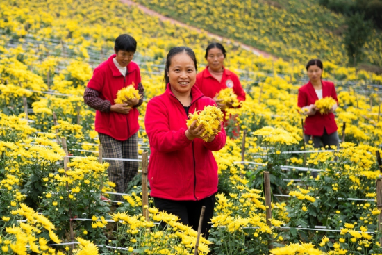 东温泉300亩金丝皇菊喜获丰收 东温泉300亩金丝皇菊喜获丰收