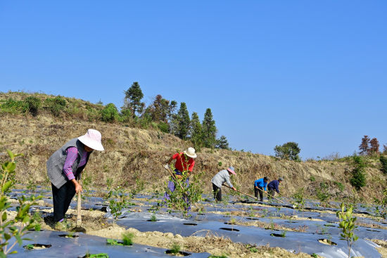 图为航拍重庆市酉阳土家族苗族自治县麻旺镇龙坝村天冬药材种植基地。邱洪斌 摄 图为航拍重庆市酉阳土家族苗族自治县麻旺镇龙坝村天冬药材种植基地。邱洪斌 摄