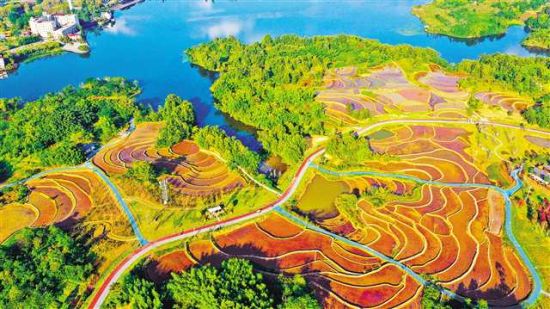 11月1日,梁平区双桂湖国家湿地公园,湿地、城市、森林融为一体,景色宜人,呈现出一幅美丽的秋日画卷。今年6月,梁平区荣获“国际湿地城市”称号,成为西南地区唯一获此殊荣的城市。特约摄影 刘辉/视觉重庆 11月1日,梁平区双桂湖国家湿地公园,湿地、城市、森林融为一体,景色宜人,呈现出一幅美丽的秋日画卷。今年6月,梁平区荣获“国际湿地城市”称号,成为西南地区唯一获此殊荣的城市。特约摄影 刘辉/视觉重庆