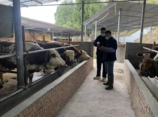 图为重庆农商行丰都支行客户经理指导肉牛养殖户线上申贷。重庆农商行供图 图为重庆农商行丰都支行客户经理指导肉牛养殖户线上申贷。重庆农商行供图