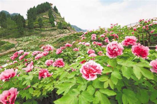 牡丹是垫江明月山乡村振兴示范带的一张名片。(垫江县委宣传部供图) 牡丹是垫江明月山乡村振兴示范带的一张名片。(垫江县委宣传部供图)