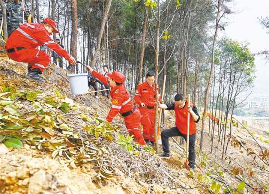 三月九日,北碚缙云山防火主隔离带,志愿者正在植树。记者 万难 龙帆 摄\视觉重庆 三月九日,北碚缙云山防火主隔离带,志愿者正在植树。记者 万难 龙帆 摄\视觉重庆