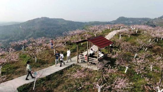 铜梁区土桥镇六赢山吸引游客踏青赏花。铜梁区融媒体中心供图 铜梁区土桥镇六赢山吸引游客踏青赏花。铜梁区融媒体中心供图