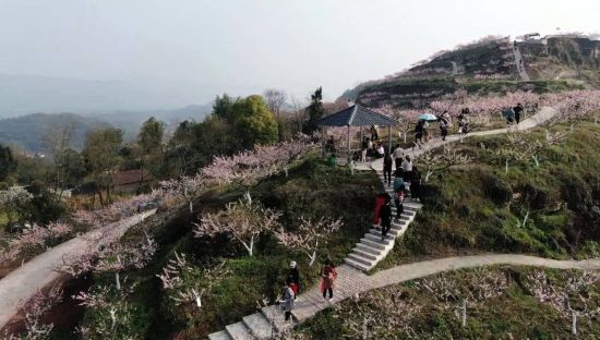 铜梁区土桥镇六赢山开满桃花。铜梁区融媒体中心供图 铜梁区土桥镇六赢山开满桃花。铜梁区融媒体中心供图