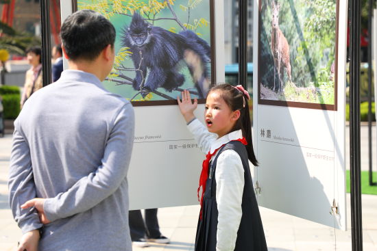 重庆市民参观野生动植物保护自然影展。梁钦卿 摄 重庆市民参观野生动植物保护自然影展。梁钦卿 摄