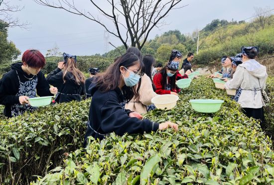 图为学生在“行走的课堂”学习茶文化知识。重庆城市科技学院供图 图为学生在“行走的课堂”学习茶文化知识。重庆城市科技学院供图