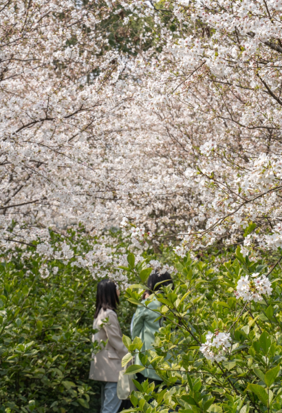图为前来赏花的市民。 南山植物园供图 图为前来赏花的市民。 南山植物园供图