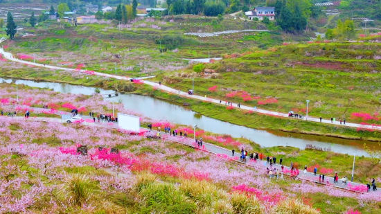垫江鹤游镇分州古城首届桃花节开幕