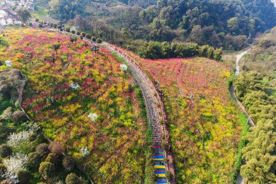 图为颐麓欢歌生态园。歌乐山街道办事处供图 图为颐麓欢歌生态园。歌乐山街道办事处供图