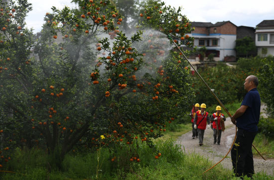图为果农正在为果树喷洒农药.周毅 摄
