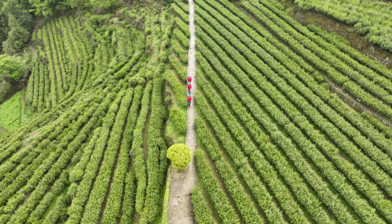 图为国网酉阳供电公司员工正在西馨芽茶业专业合作社茶园附近开展特巡。国网重庆电力供图 图为国网酉阳供电公司员工正在西馨芽茶业专业合作社茶园附近开展特巡。国网重庆电力供图