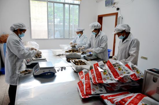 图为城口县嵘彬农业开发有限公司员工包装食用菌。 殷文亮 摄 图为城口县嵘彬农业开发有限公司员工包装食用菌。 殷文亮 摄