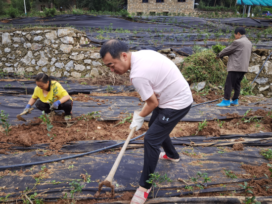 图为廖国栋和村民们在田间干活。民生银行重庆市分行 供图 图为廖国栋和村民们在田间干活。民生银行重庆市分行 供图