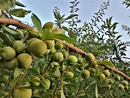 图为峰岩乡蜂糖李挂满枝头。南川区委统战部 供图 图为峰岩乡蜂糖李挂满枝头。南川区委统战部 供图