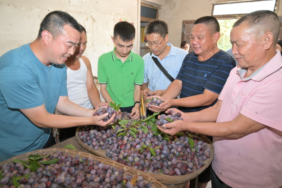 图为助农现场。 建行重庆市分行供图 图为助农现场。 建行重庆市分行供图