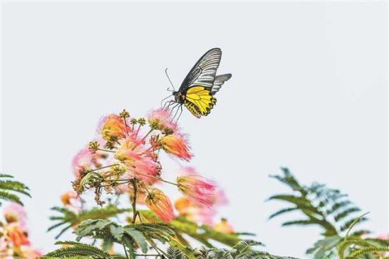《金裳凤蝶现身金佛山》 南川 瞿明斌 摄 《金裳凤蝶现身金佛山》 南川 瞿明斌 摄