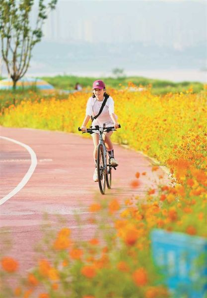 《江滩公园格桑花开 市民享受好时光》 南岸 钟志兵 摄 《江滩公园格桑花开 市民享受好时光》 南岸 钟志兵 摄