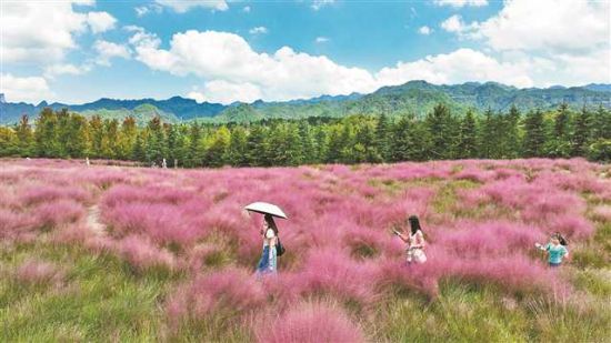 《粉黛花海迎客来》 酉阳 邱洪斌 摄 《粉黛花海迎客来》 酉阳 邱洪斌 摄