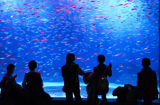 重庆：小学生探索“海底世界”开启趣味研学课堂(图2)