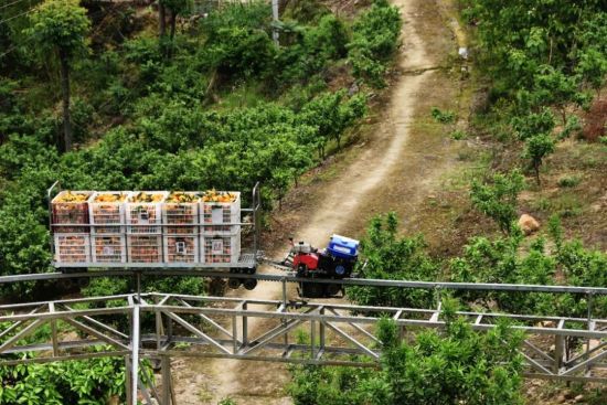 图为大昌镇一果园内,轨道车运输采摘的柑橘.巫山县委宣传部供图