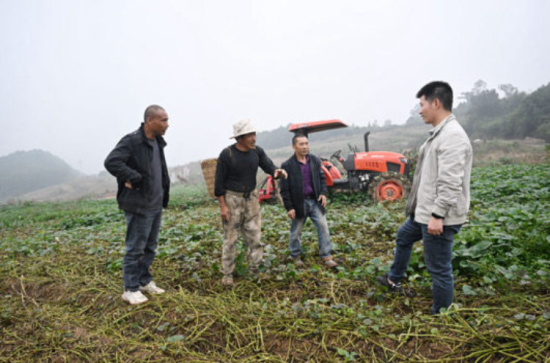 图为冯飞翔(右一)和村民在红薯种植基地。建行重庆市分行供图 图为冯飞翔(右一)和村民在红薯种植基地。建行重庆市分行供图