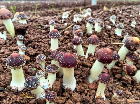 涞滩镇两堂村赤松茸种植大棚一角出菇。 合川区委统战部 供图 涞滩镇两堂村赤松茸种植大棚一角出菇。 合川区委统战部 供图