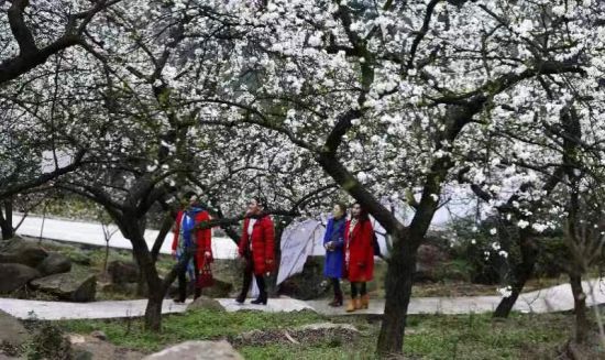 图为游客赏花拍照。铜梁区委宣传部供图 图为游客赏花拍照。铜梁区委宣传部供图