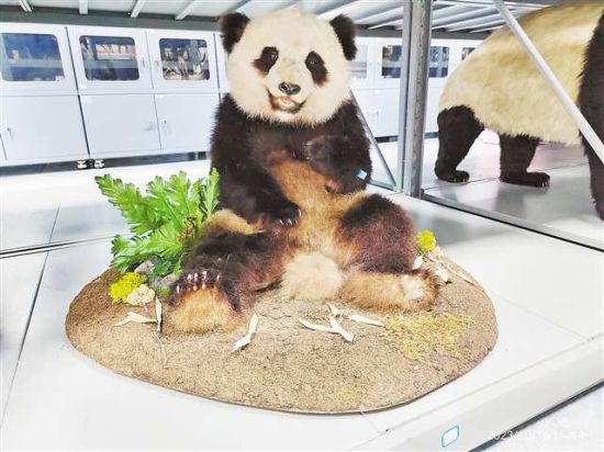刚刚修复完成的大熊猫标本。(重庆自然博物馆供图) 刚刚修复完成的大熊猫标本。(重庆自然博物馆供图)
