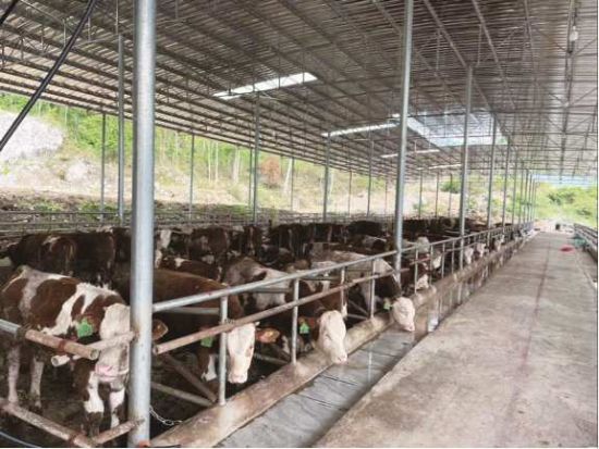 图为工行重庆市分行聚焦助农惠农 “贷”动国家乡村振兴重点帮扶县肉牛养殖业发展。 工商银行重庆市分行供图 图为工行重庆市分行聚焦助农惠农 “贷”动国家乡村振兴重点帮扶县肉牛养殖业发展。 工商银行重庆市分行供图