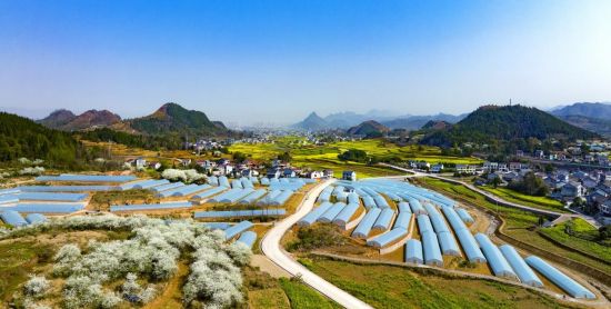 图为平凯街道晓教村黄精育苗基地。刘翔翮 摄 图为平凯街道晓教村黄精育苗基地。刘翔翮 摄