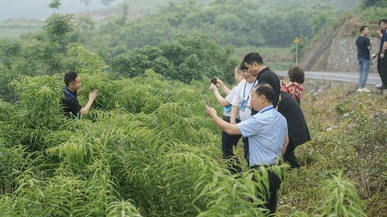图第四届中国黄精高质量发展研讨会期间,专家学者在平凯街道银厂村黄精高标准示范种植基地考察。平凯街道办事处 供图 图第四届中国黄精高质量发展研讨会期间,专家学者在平凯街道银厂村黄精高标准示范种植基地考察。平凯街道办事处 供图