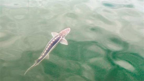 长江鲟游向汤溪河。谭启云 摄 长江鲟游向汤溪河。谭启云 摄