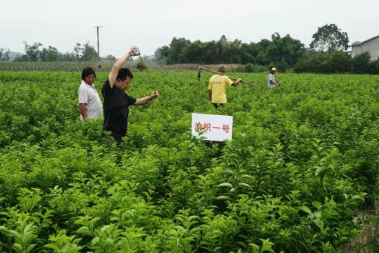 图为枳壳种植基地。铜梁区委宣传部 供图 图为枳壳种植基地。铜梁区委宣传部 供图