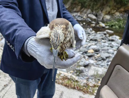 重庆开州:国家一级"怪鸟"被困草丛 "电力小哥"暖心救助-中新网重庆