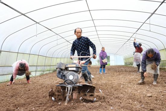 图为农户在羊肚菌大棚耕作。 廖素清 摄 图为农户在羊肚菌大棚耕作。 廖素清 摄