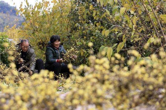 图为农户正在收获腊梅鲜切花。北碚区委宣传部供图 图为农户正在收获腊梅鲜切花。北碚区委宣传部供图