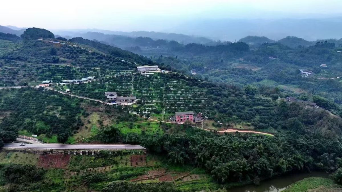 图为环湖农业太阳橙种植基地。李博 摄 图为环湖农业太阳橙种植基地。李博 摄